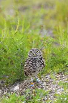Framed Print : Adult Burrowing owl Athene cunicularia perched outside its burrow on Marco Island
