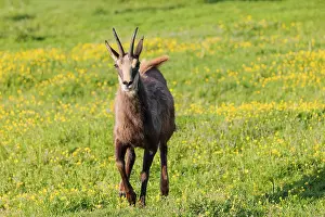 An adult chamois (Rupicapra rupicapra) runs across a flowering meadow on a sunny day