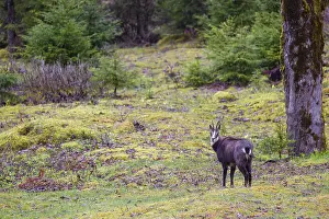 An adult chamois (Rupicapra rupicapra) stands in an open forest of Sycamore maple trees