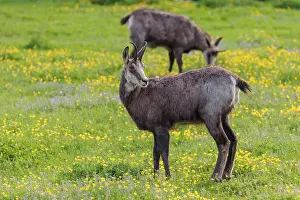 An adult Chamois (Rupicapra rupicapra) stands on a sunny day in a flowering meadow