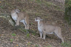 Adult cougar couple, Puma concolor