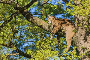 One adult cougar, Puma concolor