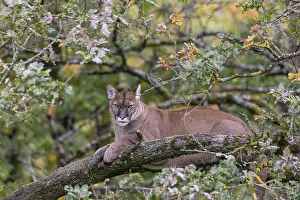 One adult cougar, Puma concolor