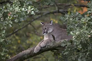 One adult cougar, Puma concolor