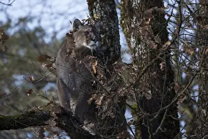 One adult cougar, Puma concolor