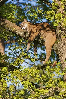 One adult cougar, Puma concolor