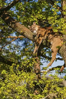 One adult cougar, Puma concolor