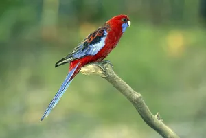 Adult Crimson Rosella (Platycercus elegans), Australia, Oceania