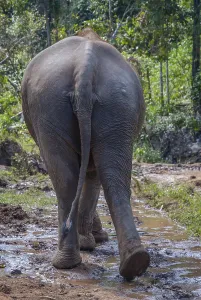 Adult elephant from the back, walking