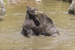 Two adult eurasian brown bears (Ursus arctos arctos)