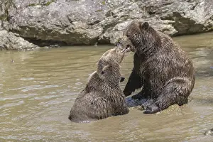 Two adult eurasian brown bears (Ursus arctos arctos)