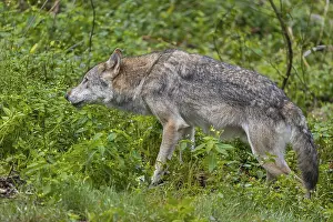 One adult eurasian gray wolf (Canis lupus lupus) walking through the green undergrowth at a forest edge