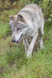 An adult eurasian gray wolf (Canis lupus lupus) walks over a green meadow