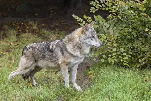 An adult Eurasian grey wolf (Canis lupus lupus) stands in a green meadow and observes something