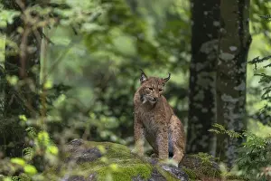 One adult Eurasian lynx, (Lynx lynx)