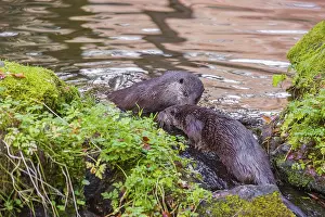 Two adult Eurasian otters (Lutra lutra) playing together on mossy rocks in a small stream