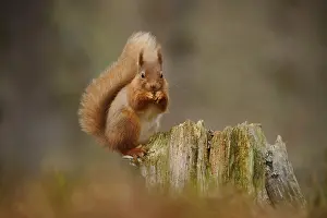 Adult Eurasian red eurasian red squirrel (Sciurus vulgaris)