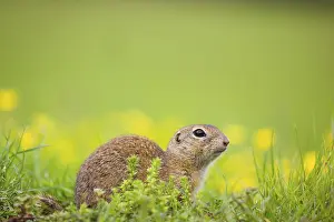 An adult European ground squirrel (Spermophilus citellus)