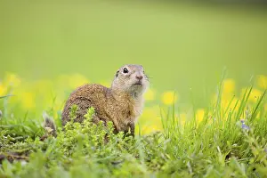 An adult European ground squirrel (Spermophilus citellus)