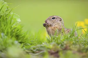 An adult European ground squirrel (Spermophilus citellus)