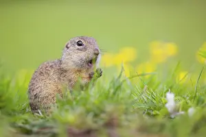 An adult European ground squirrel (Spermophilus citellus)