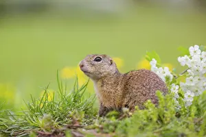 An adult European ground squirrel (Spermophilus citellus)