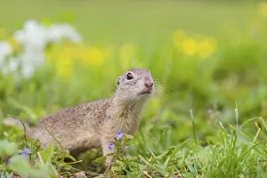 An adult European ground squirrel (Spermophilus citellus)