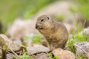 An adult European ground squirrel (Spermophilus citellus) or European souslik sits on rocky terrain