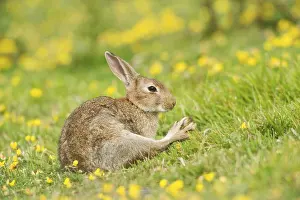 Adult european rabbit (Oryctolagus cuniculus)