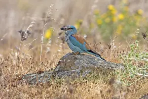 Adult european roller (Coracias garrulus)