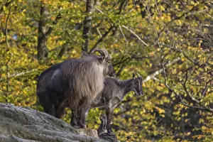One adult female and one adult male Himalayan Tahr (Hemitragus jemlahicus) standing on rocks in a forest