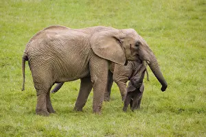 Adult female African elephant (Loxodonta africana) with 4 month old baby