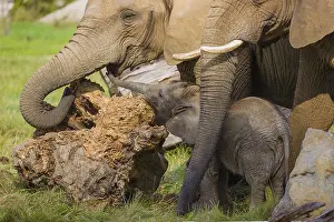Adult female African elephant (Loxodonta africana) with 4 month old baby