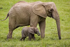Adult female African elephant (Loxodonta africana) with 4 month old baby
