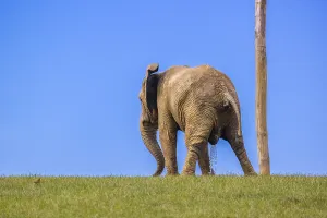 An adult female African elephant (Loxodonta africana) stands in a meadow