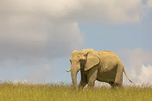 An adult female African elephant (Loxodonta africana) stands on a meadow with tall grass