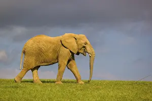 An adult female African elephant (Loxodonta africana) walks across a meadow in nice light