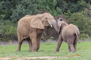 An adult female African elephant (Loxodonta africana) wrestles with her male calf on a meadow at the edge of a forest