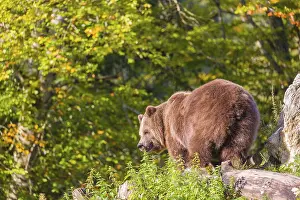 An adult female brown bear (Ursus arctos arctos) stands on top of a small hill