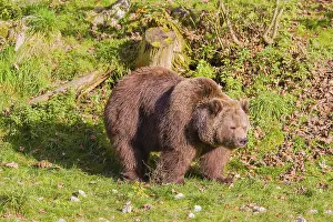 An adult female brown bear (Ursus arctos arctos) walks across a green meadow
