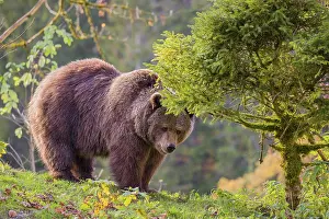 An adult female brown bear (Ursus arctos arctos) walks on a hilly terrain with trees and rocks