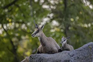 One adult female chamois (Rupicapra rupicapra) and her baby resting on a rock