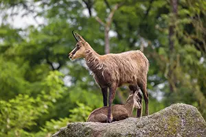 An adult female chamois (Rupicapra rupicapra) and her cub stand on a rock