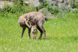An adult female chamois (Rupicapra rupicapra) suckles her young on a sunny day in a green meadow