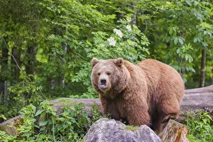 An adult female Eurasian brown bear (Ursus arctos arctos)