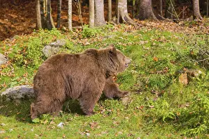 An adult female Eurasian brown bear (Ursus arctos arctos)