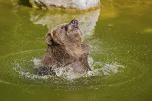 An adult female Eurasian brown bear (Ursus arctos arctos) playing in a small pond