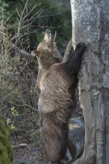 One adult female eurasian brown bear (Ursus arctos arctos) standing erected left of a tree with a spotlight on his body