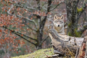 An adult female grey wolf (Canis lupus lupus)