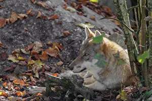 An adult female grey wolf (Canis lupus lupus) rests on the edge the forest